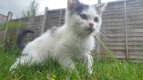 A White Cat on Grass Short Beautiful Vedio