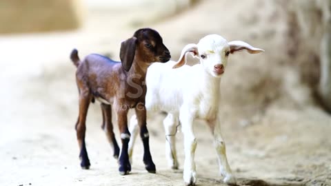 Cute baby goats