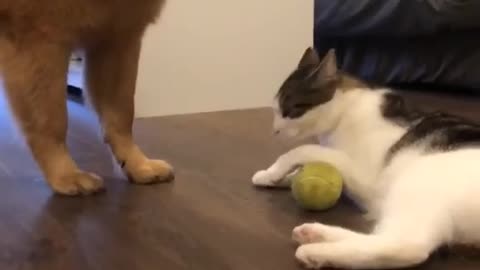 Dog And Cat Funny Video