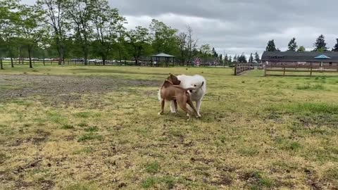 Dogs Fighting Off Leash (German Shepherd and Pitbull)