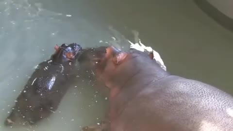 Hippos Having A Good Time