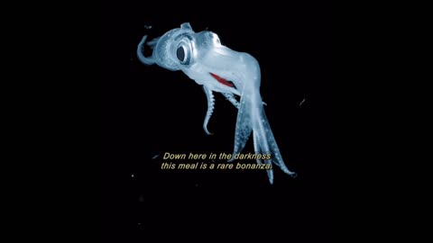 Are this animals or aliens?Nah they are deep sea animals 🪼🦑