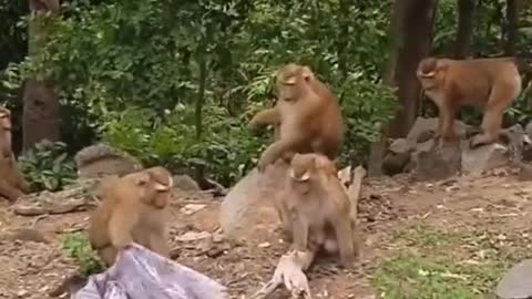 Funny and Cute Monkey Videos Compilation - Monkey Videos