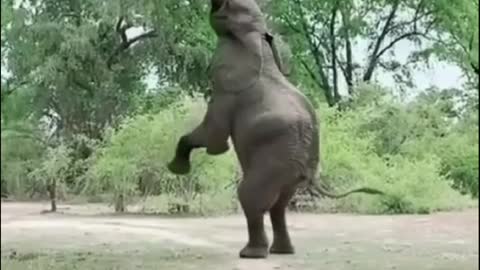 Elephant eat from tree 🐘🐘🐘🐘