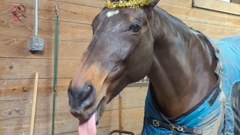 Silly Horse Wears a Party Hat