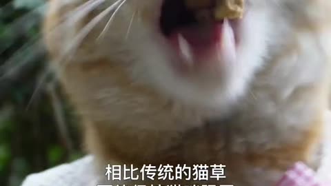 cute cat 🐈 😻 eating chicken