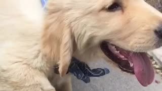 Adorable little puppy absolutely loves car rides