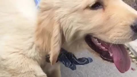 Adorable little puppy absolutely loves car rides