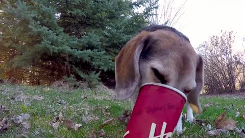 Hidden camera shows how sneaky beagle steals full cups of coffee