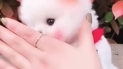 Cute and funny Pomeranian puppy 💕💕