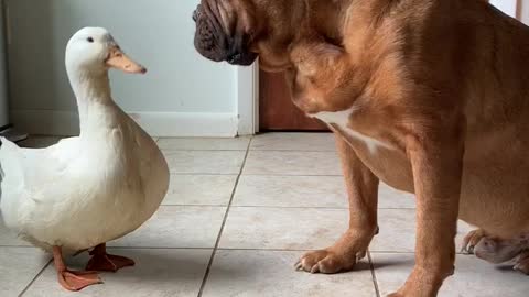 Nana George the Mastiff and Pam the Duck