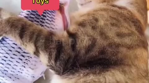 Funniest cat videos that will make you laugh...love your pet