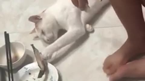 Gato finge estar dormido para robarse el pescado de su dueña