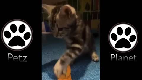 OMG So Cute ♥ Best Funny Cat Videos 2022