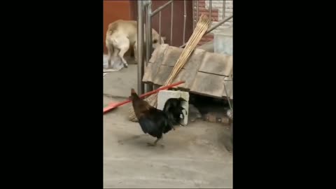 dog vs chicken fight (aggressive chicken)