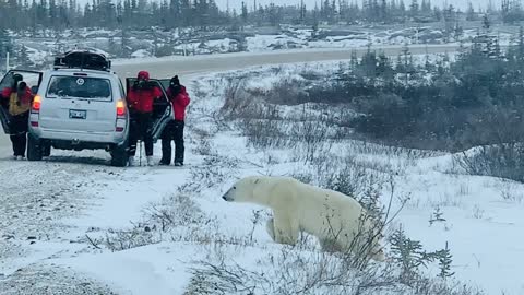 Massive polar bear walks right past humans in Manitoba, Canada