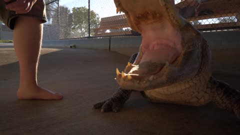 Close Up, Wrangling an Alligator, Slow Motion