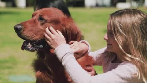 Dog Training Video | Funny Dog Amazing Clips Love pet