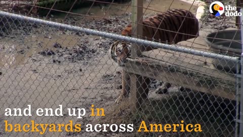 Pet Tigers: The Reality Behind 'Pet' Tigers | The Dodo
