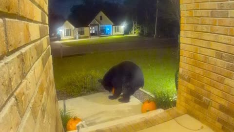 Apparently This Black Bear Is Getting Into Spooky Season Too