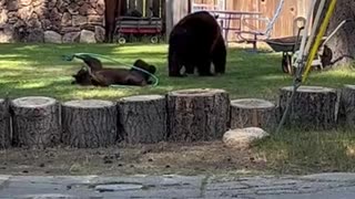 Mama Bear Relaxing While Cub Plays With the Hose