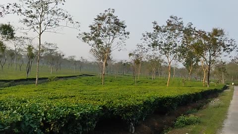 Tea garden tour