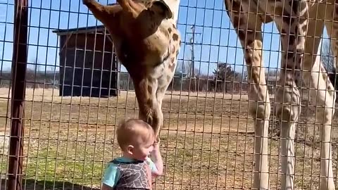 Cute Giraffe Gives Baby Smooches!