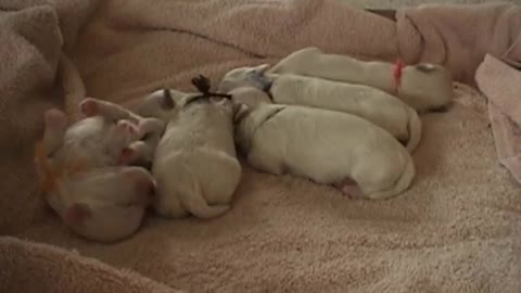 2 Weeks Old Puppies Eating Solid Foods For the First Time