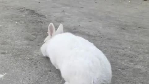 Bunny's little temper tantrum.