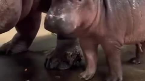 Cast Your Vote To Name The New Baby Hippo At The Cincinnati Zoo!