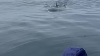 Wild orca TALKING to girl on a boat in Monterey