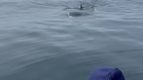 Wild orca TALKING to girl on a boat in Monterey