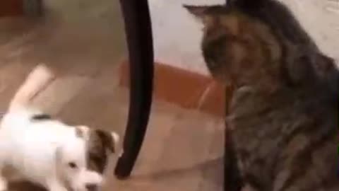 Friend puppy and cat ❤️
