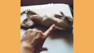 Game over small dog plays dead after shot by finger