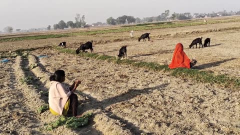 Traditional Village life routine of Indian village women | Indian Real village....