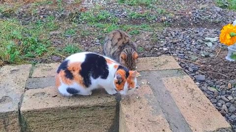 Cute kitten and cute cat eating food