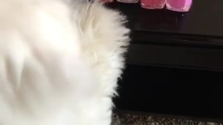 White dog stands up near desk to reach at nail polish