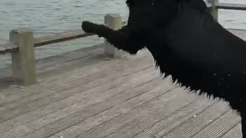 Doggo Doesn't Quite Make the Jump