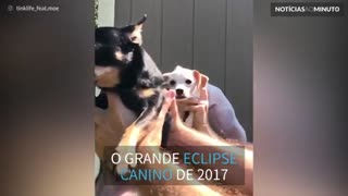 Cães ensinam o que acontece durante o eclipse solar
