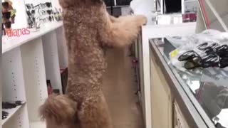 Poodle Stands to See Shoppers