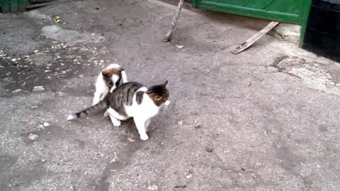 They are best friends! Dog loves cat