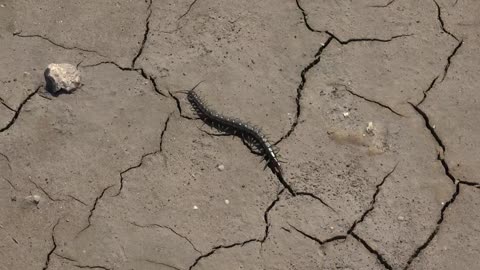 Centipede walking in a cracked soil