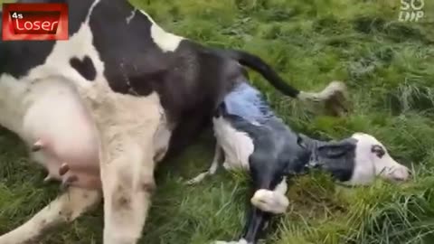 How a cow gives birth to a baby[live] | cow eo | Buffalo Video