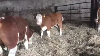 Two Cows Playing Together in The Barn.