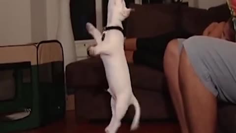 Puppy Makes Illusion 😯🤕