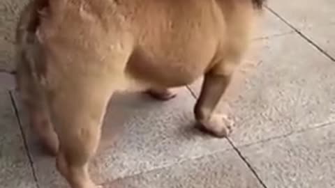 Funny dog barcking video