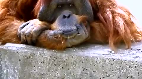 Funny Orangutan