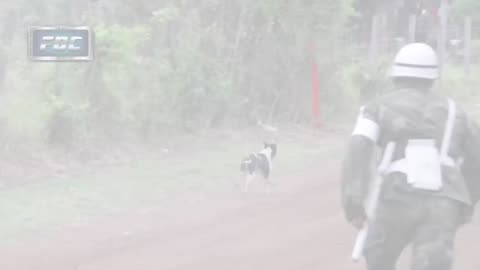 Rally car in race jumps small dog in the road