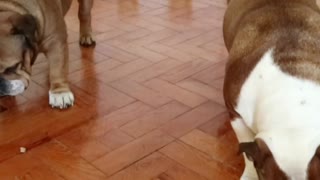 Two English Bulldogs Do A Treats Race