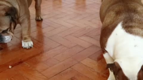 Two English Bulldogs Do A Treats Race